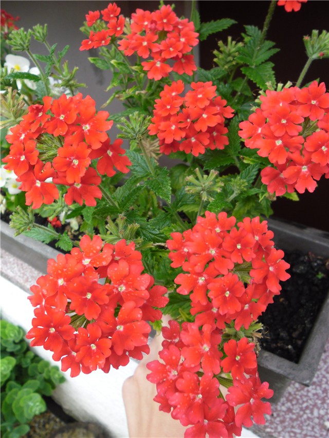 verbena