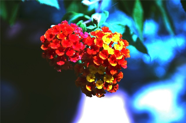 lantana