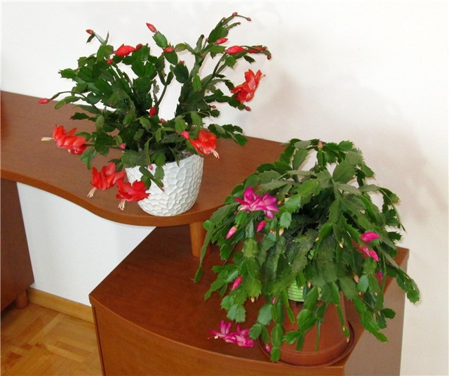 Schlumbergera truncata