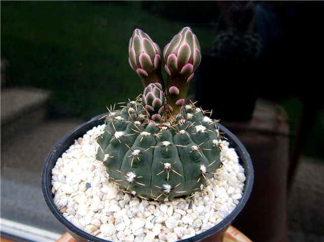 Gymnocalycium platense