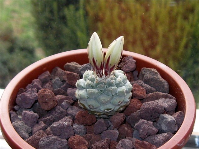 Strombocactus disciformis