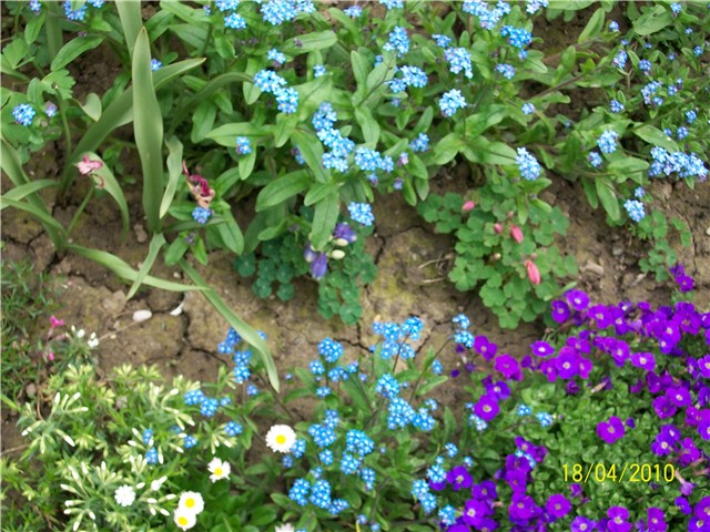 niski%20pakujac%20-lat.%20Aquilegia%20caerulea%20