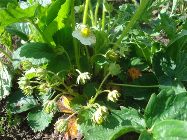 jagode1