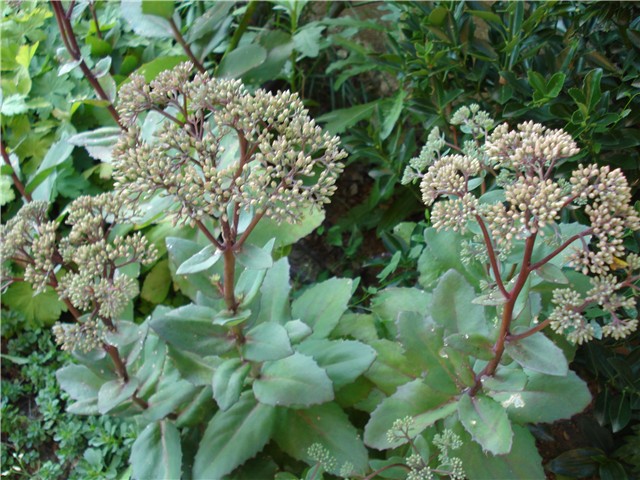Sedum