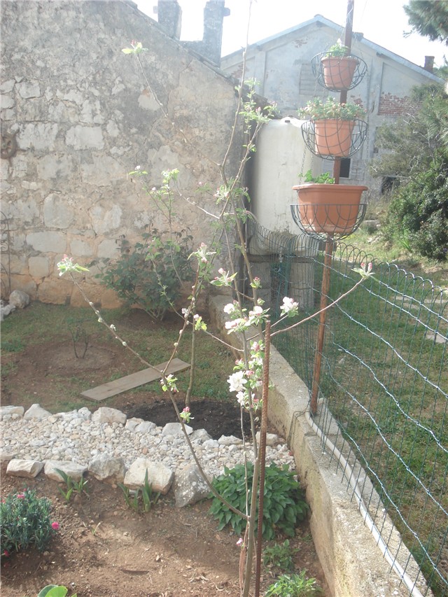 jabuka u cvatu