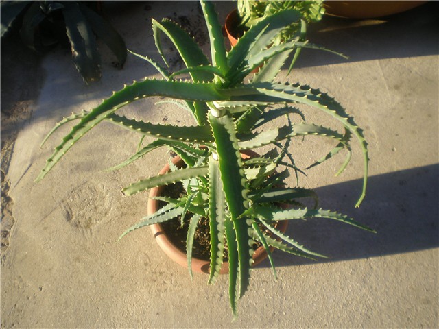 Aloe 