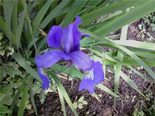 plavi iris