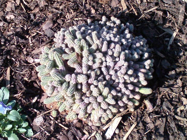 Kaktus - chamacereus silvestri 