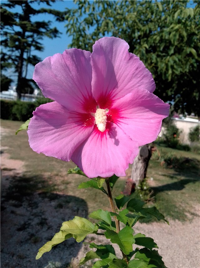 Hibiskus
