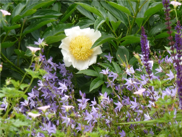 Božur+campanula