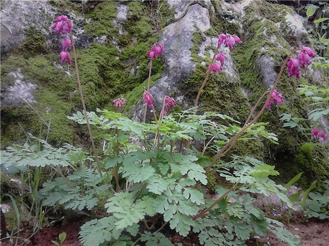 dicentra formosa