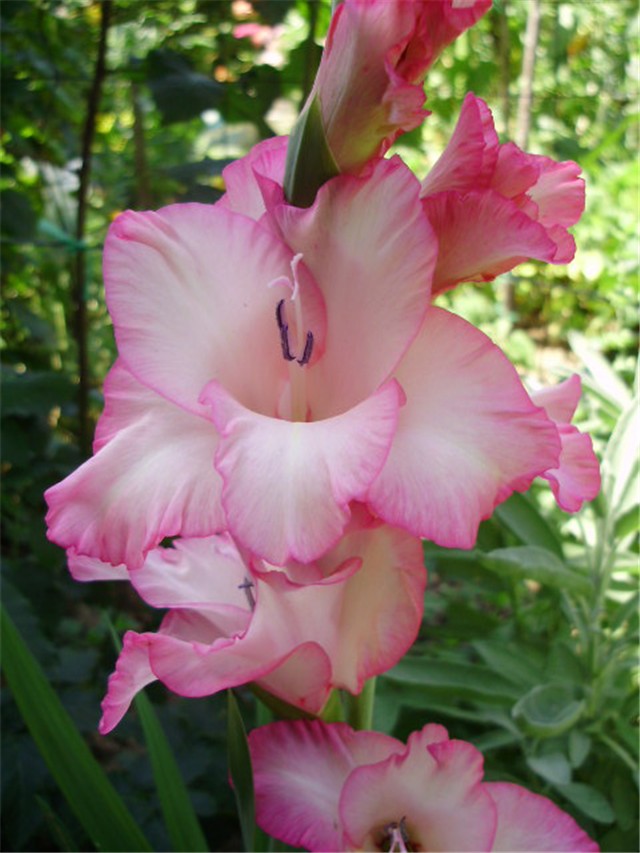 gladiola