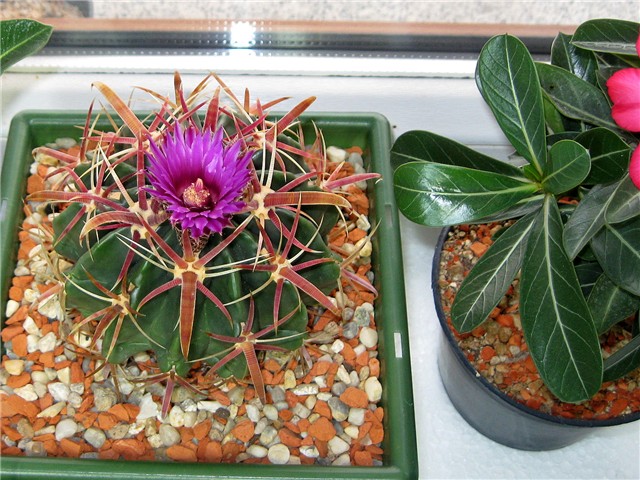 ferocactus latispinus