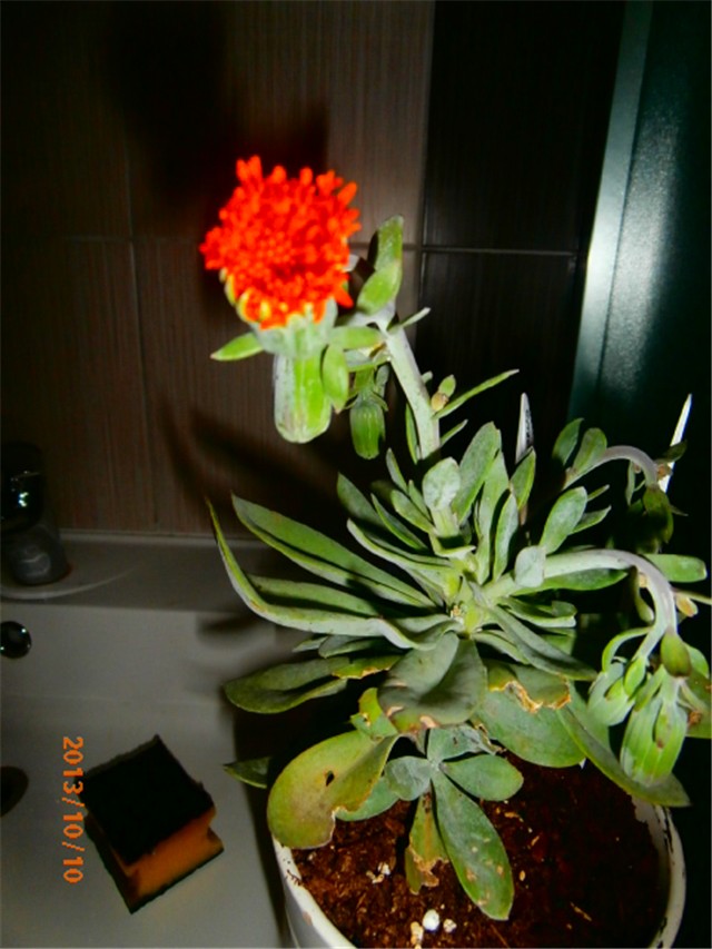 senecio