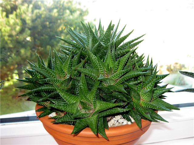 Haworthia limifolia