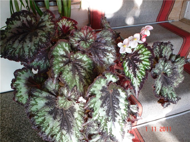 begonia