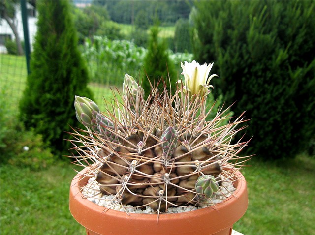 Gymnocalycium schickendantzii