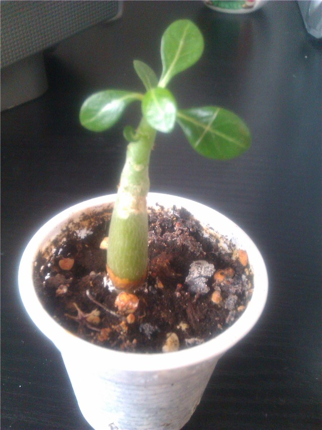 Adenium obesum