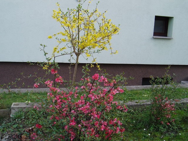 Proljeće u mom vrtu