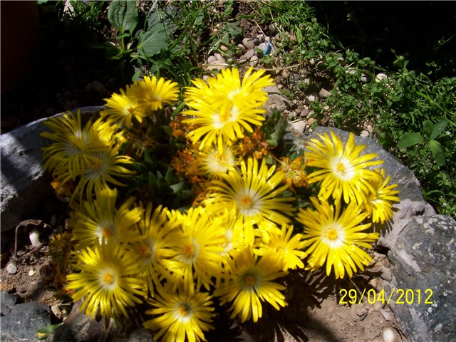 Delosperma congestum