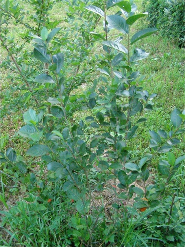 Aronija