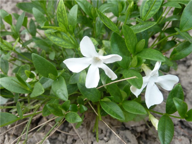 Vinca minor Gertrude Jekyll