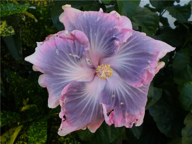 hibiskusi