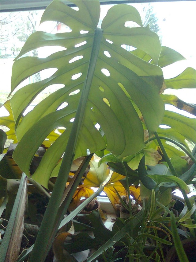 monstera