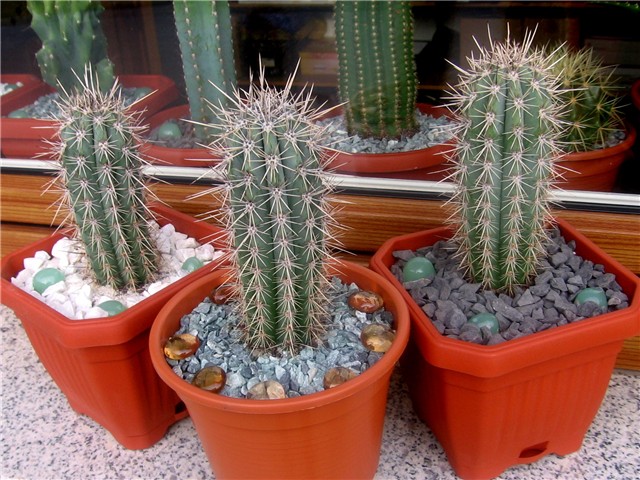 Pachycereus pringlei
