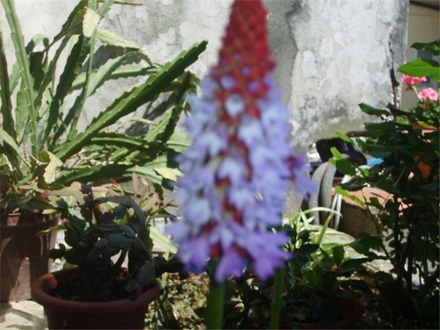 orhideja