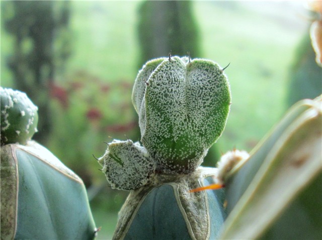 astrophytum hybrid