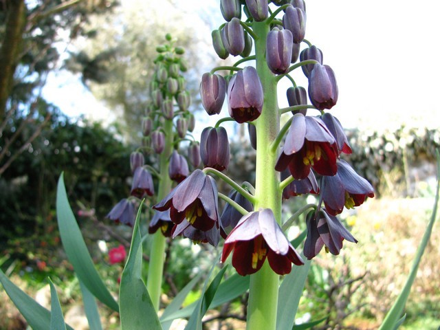 Fritillaria persica