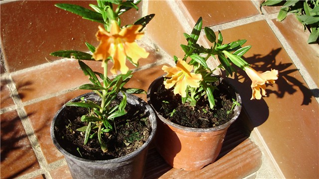 Mimulus aurantiacus
