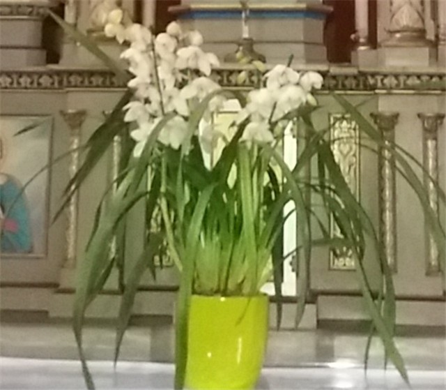 Cimbidijum - Cymbidium