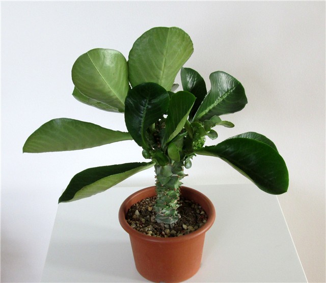 Monadenium magnificum