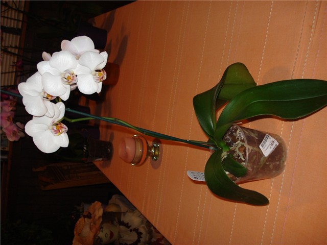 orhideja bijela