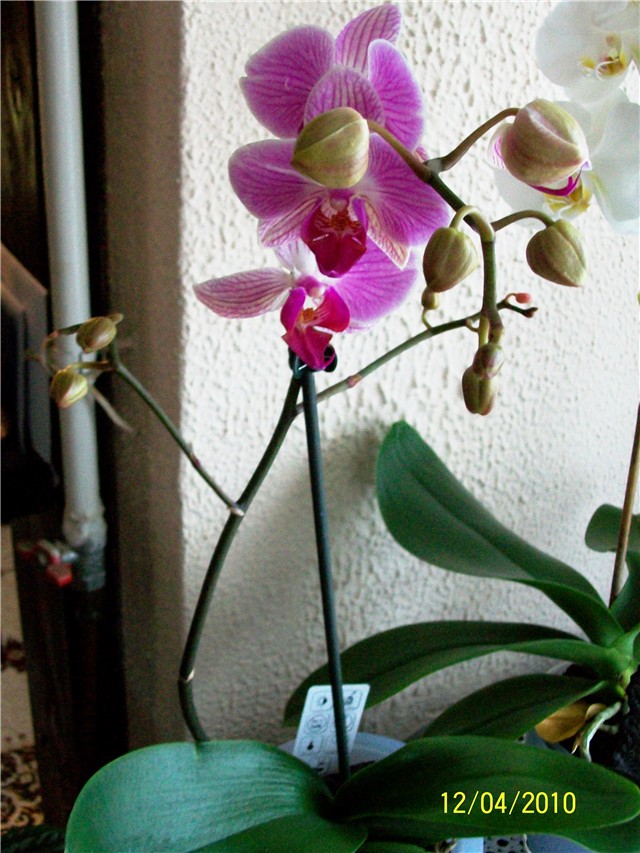 phalaenopsis%20orhideja