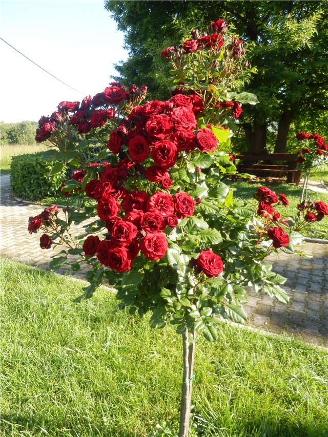 ruža lavaglut
