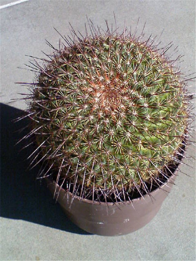 Kaktus