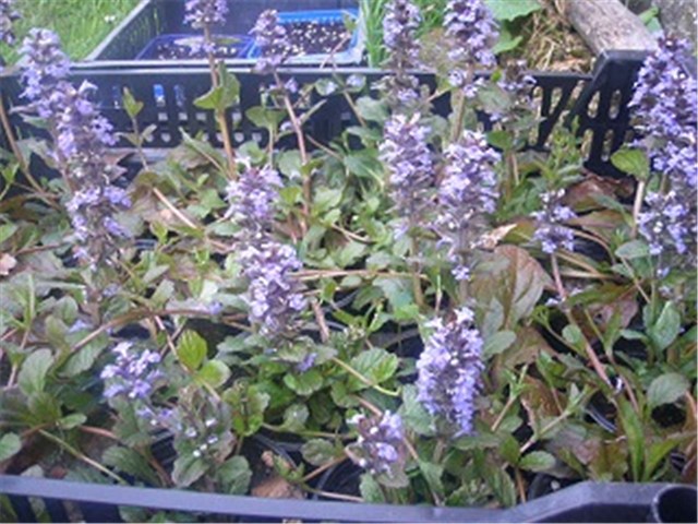 ajuga