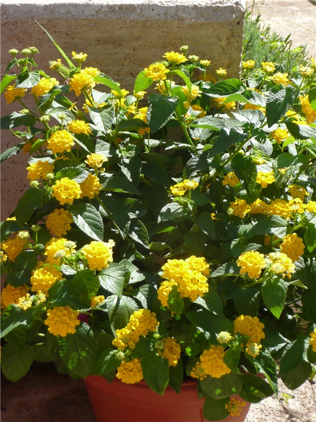 lantana