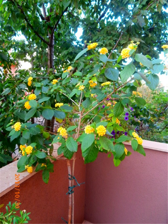 lantana