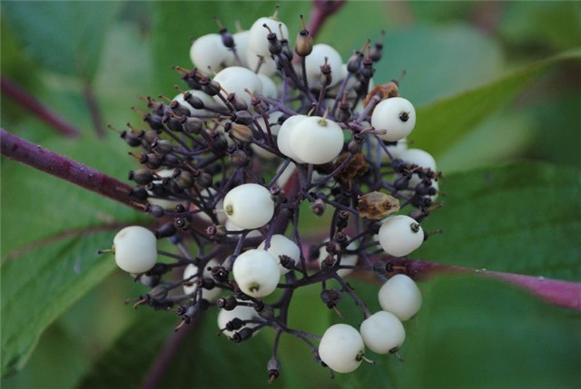 cornus