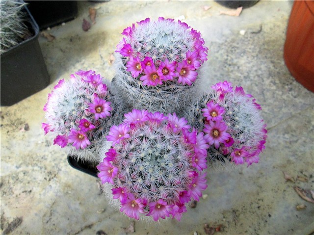 mammillaria herrerae