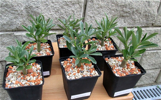 Adenium swazicum 