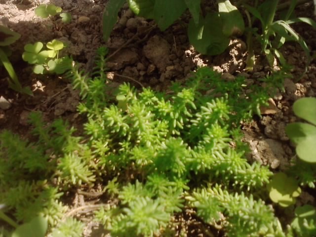 sedum