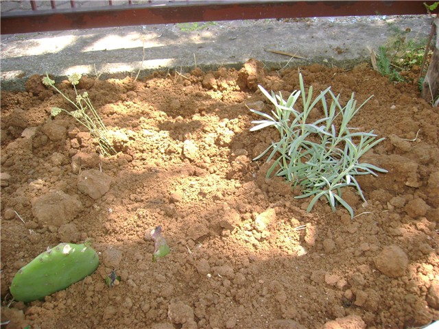 lavanda