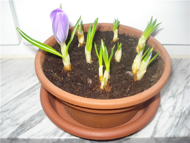 proljeće