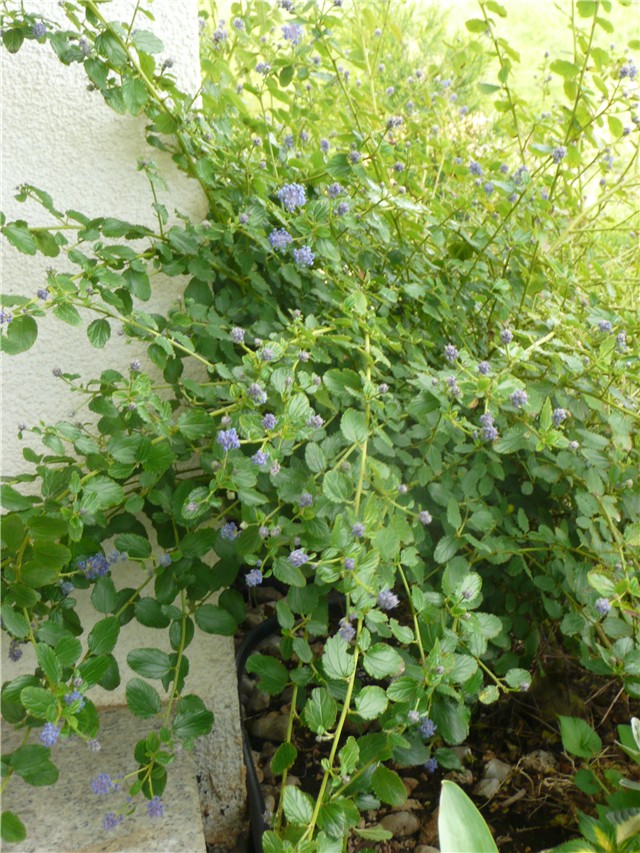 ceanotus
