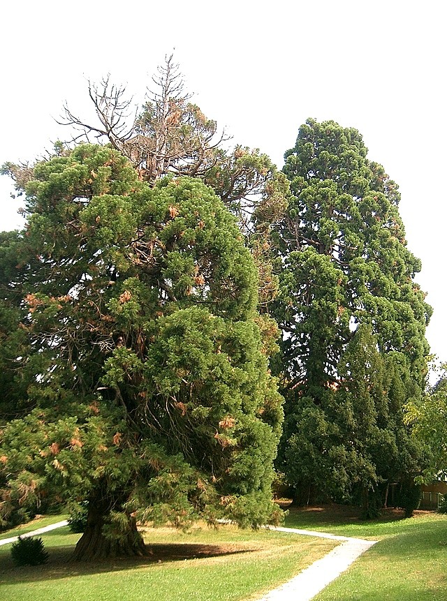 Sequoiadendron giganteum (slika od člana sequoiadendrona)